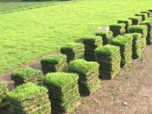 草坪修剪高度有哪些标准