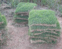 绿化草种种植技术有哪些讲究