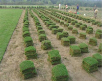 怎样铺设草皮才能让草坪长的更好