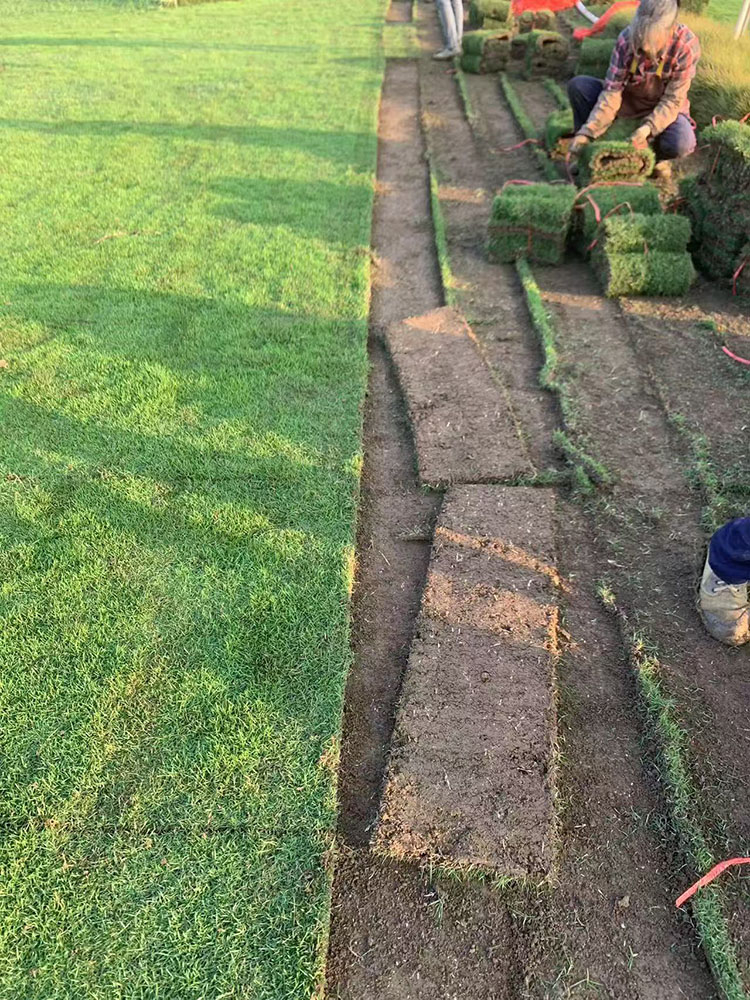 马尼拉草皮